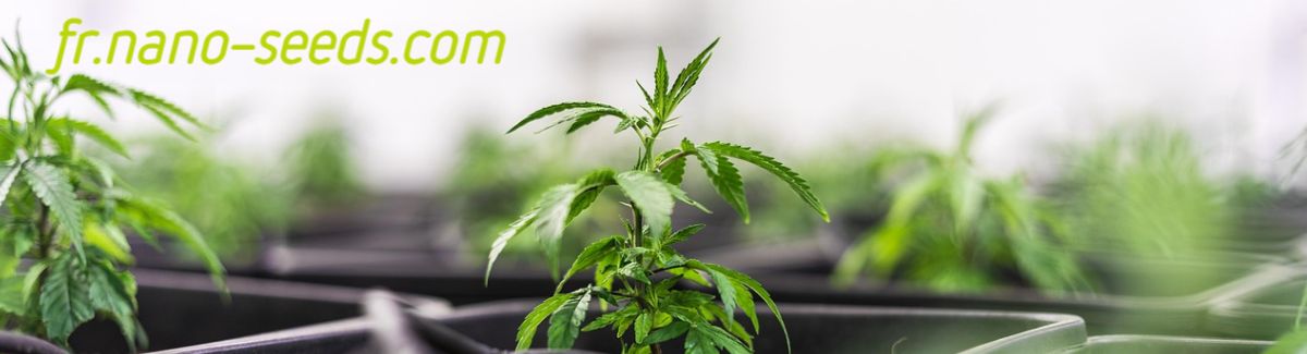 fr.nano-seeds.com